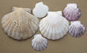 Guundie Kuchling shell collection
