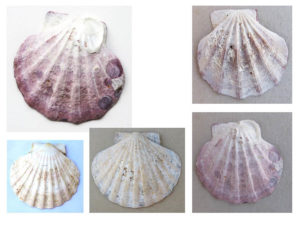 Guundie Kuchling shells as reference