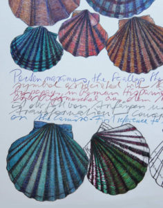 Guundie Kuchling pilgrim shell drawing