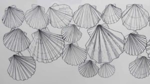Guundie Kuchling drawings shells